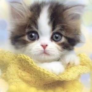 Chaton Mignon en Jaune