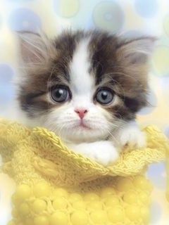 Chaton Mignon en Jaune