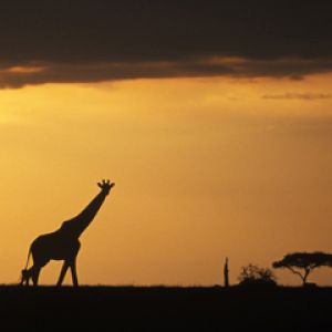 Silhouette de Girafe au Coucher de Soleil