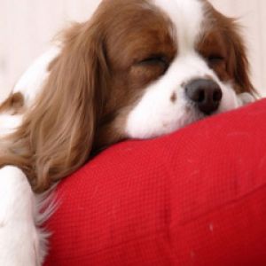 Chien dormant sur un coussin rouge