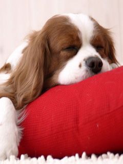 Chien dormant sur un coussin rouge