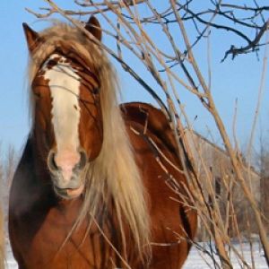 Cheval Brun Majestueux
