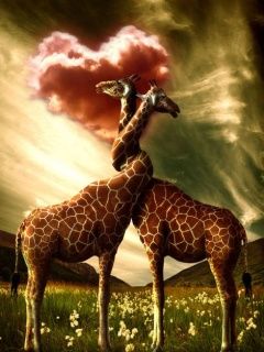 Girafes Amoureuses