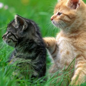 Bébés Chats Mignons dans l'Herbe