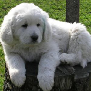 Chiot Blanc Duveteux