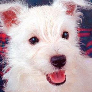 Chiot Blanc Mignon