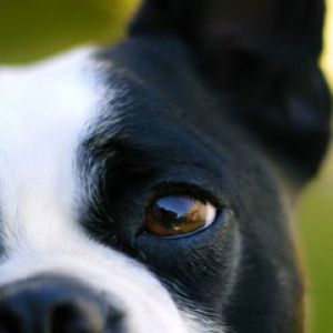 Close-Up de Boston Terrier