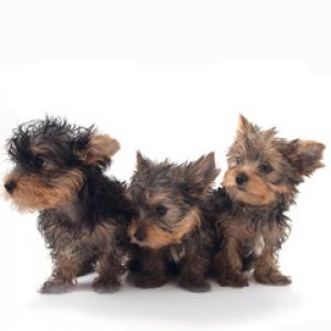 Chiots Yorkshire Adorables