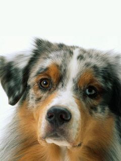 Chien Berger Australien