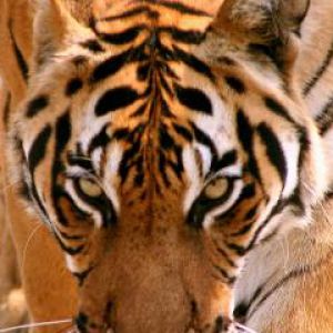 Gros plan sur un tigre majestueux