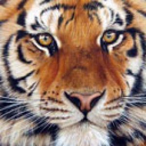 Tigre Majestueux en Gros Plan