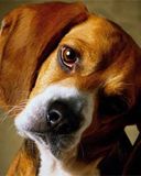 Beagle Adorable