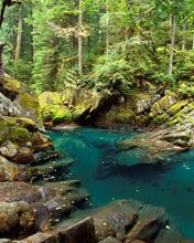 Ruisseau Serein dans la Forêt