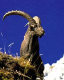 Chèvre de Montagne Majestueuse