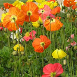 Fleurs de Pavot Colorées