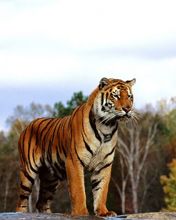 Tigre Majestueux dans la Nature