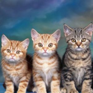 Trio de Chatons Adorables