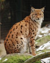 Lynx dans la Nature
