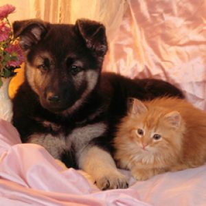 Chiot et Chaton Mignon