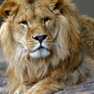 Portrait de Lion Majestueux