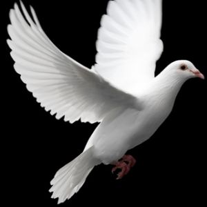 Colombe Blanche en Vol