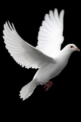 Colombe Blanche en Vol