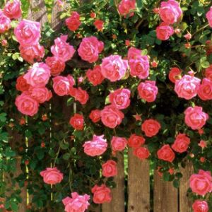 Roses Roses sur Clôture en Bois