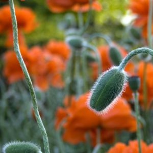 Fleurs de pavot orange vibrantes