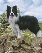 Border Collie sur des Rochers