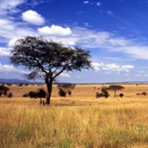 Paysage africain serein
