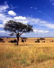 Paysage africain serein