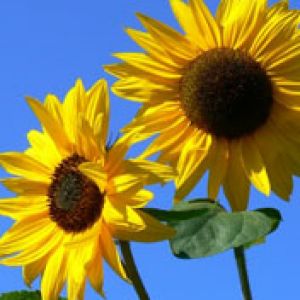 Tournesols Éclatants en Fleurs