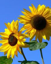 Tournesols Éclatants en Fleurs