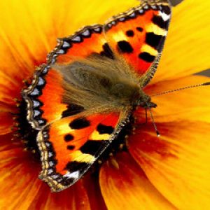 Papillon Coloré sur Fleur