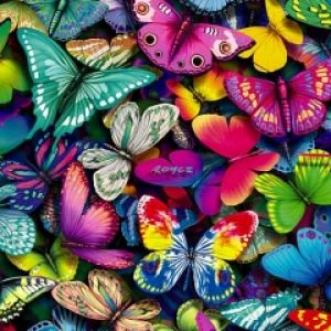 Fond d'Écran Papillons Colorés