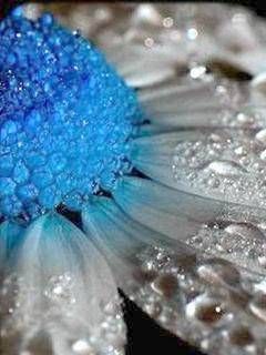 Fleur Bleue et Blanche avec Gouttes d'Eau
