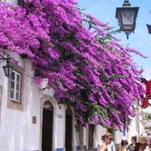 Rue avec Bougainvilliers Vifs