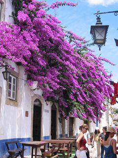 Rue avec Bougainvilliers Vifs