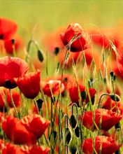 Champ de Coquelicots Rouges Vifs