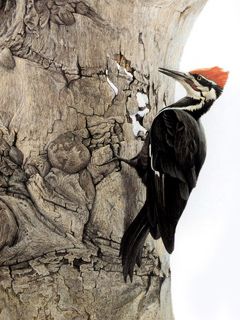Pic Vert sur l'Écorce d'un Arbre