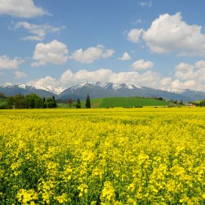 Champ de Fleurs Jaunes Vives