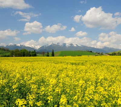 Champ de Fleurs Jaunes Vives