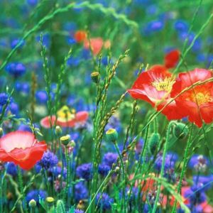 Champ de Fleurs Sauvages Vibrantes