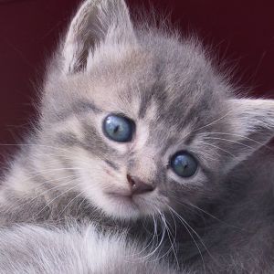 Mignon Chaton Gris
