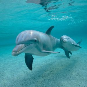 Dauphins nageant ensemble