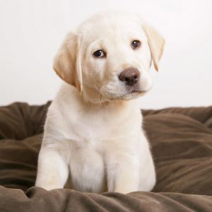 Chiot Labrador Mignon