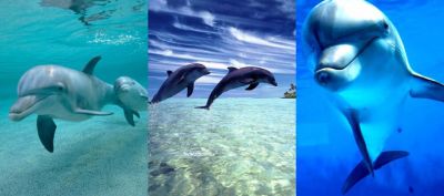 Dauphins nageant dans des eaux cristallines