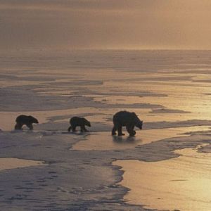 Ours Polaires sur la Glace