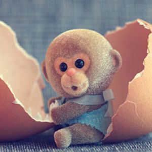 Bébé Singe Adorable