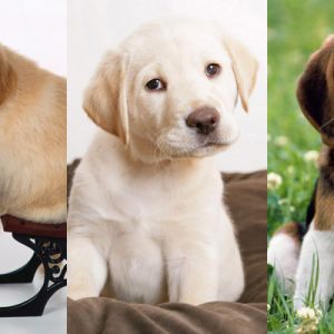 Collection de Chiots Adorables